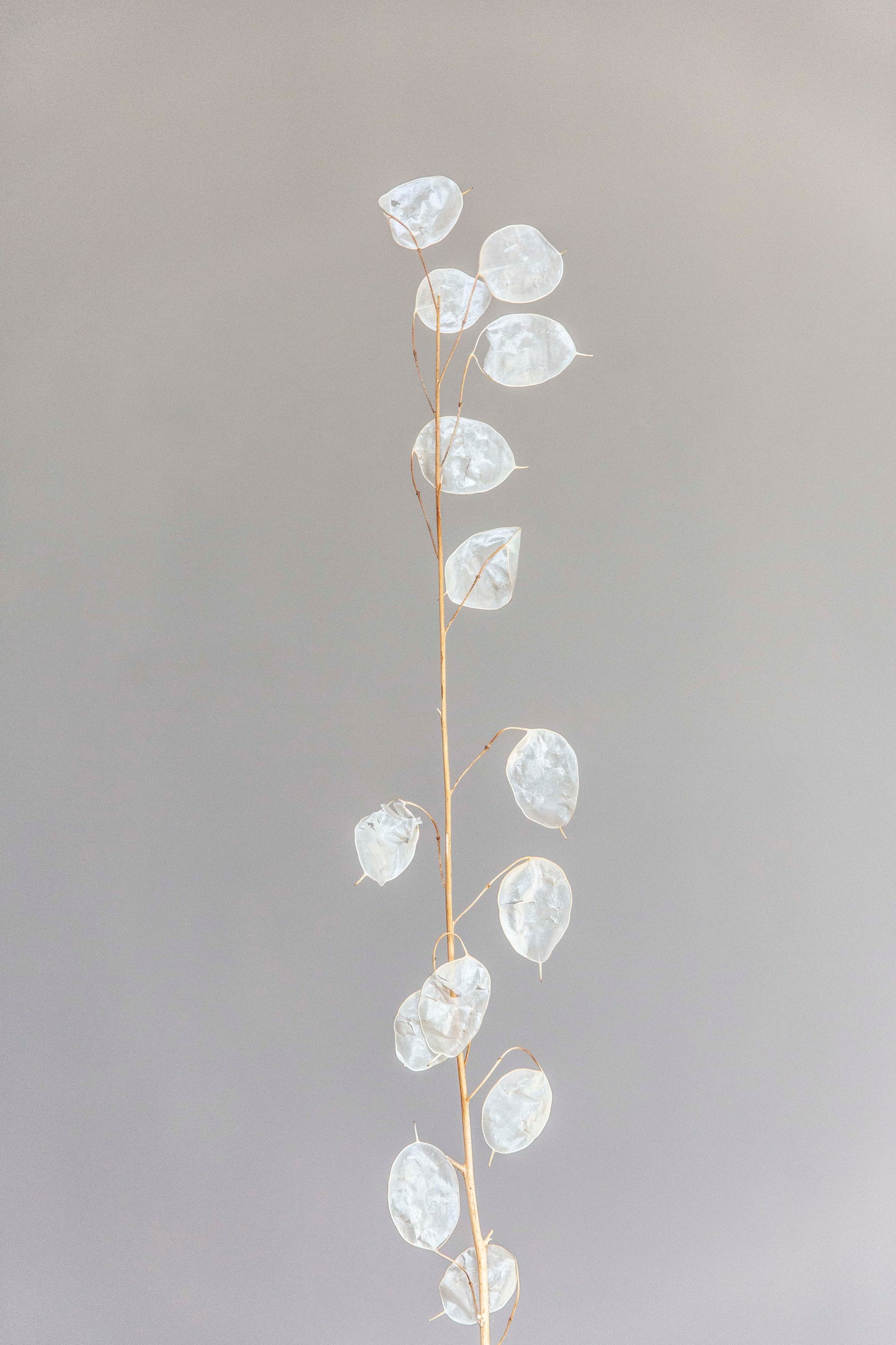 Einjähriges Silberblatt Inspiration für nachhaltigen Schmuck für Damen